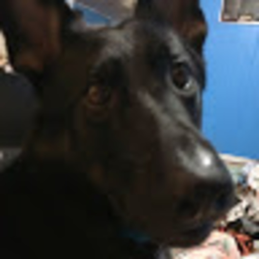 Meet your Posher, Alexandria